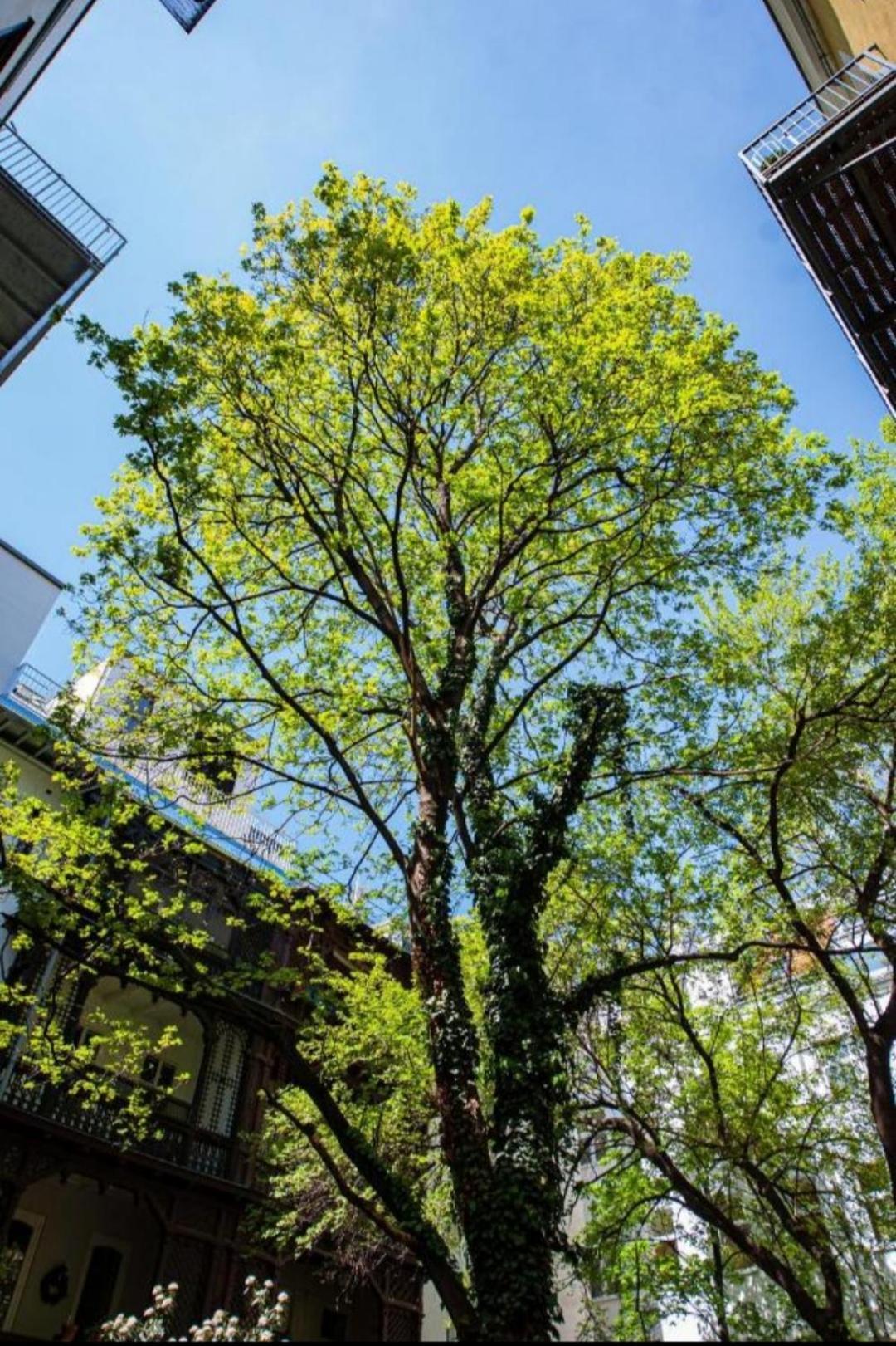 Vienna My City Apartment Garden View 외부 사진